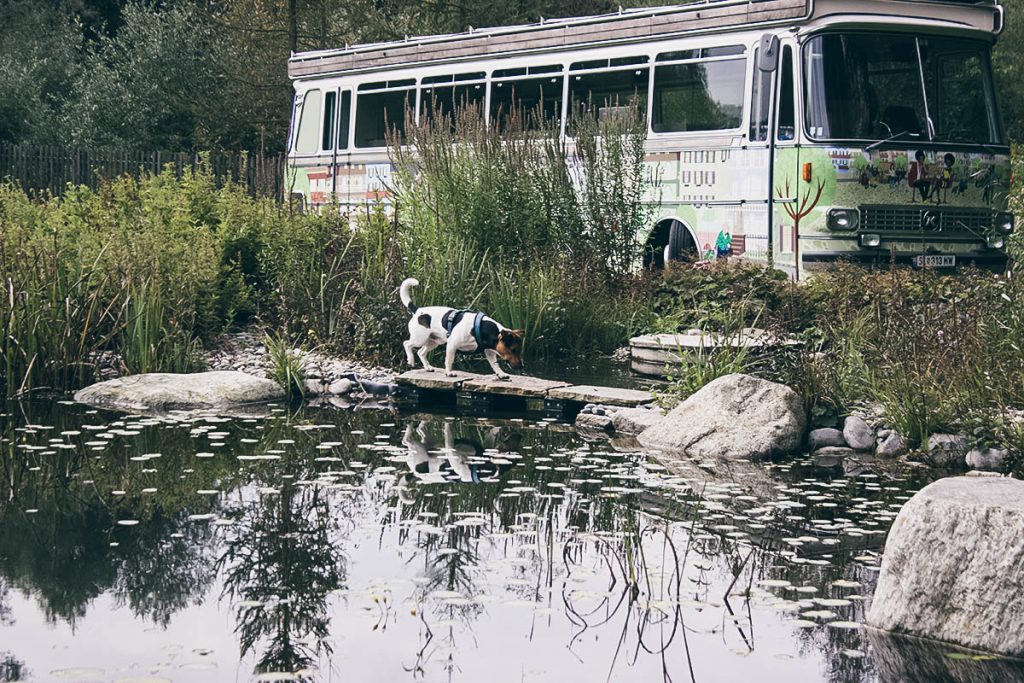 reisen mit hund